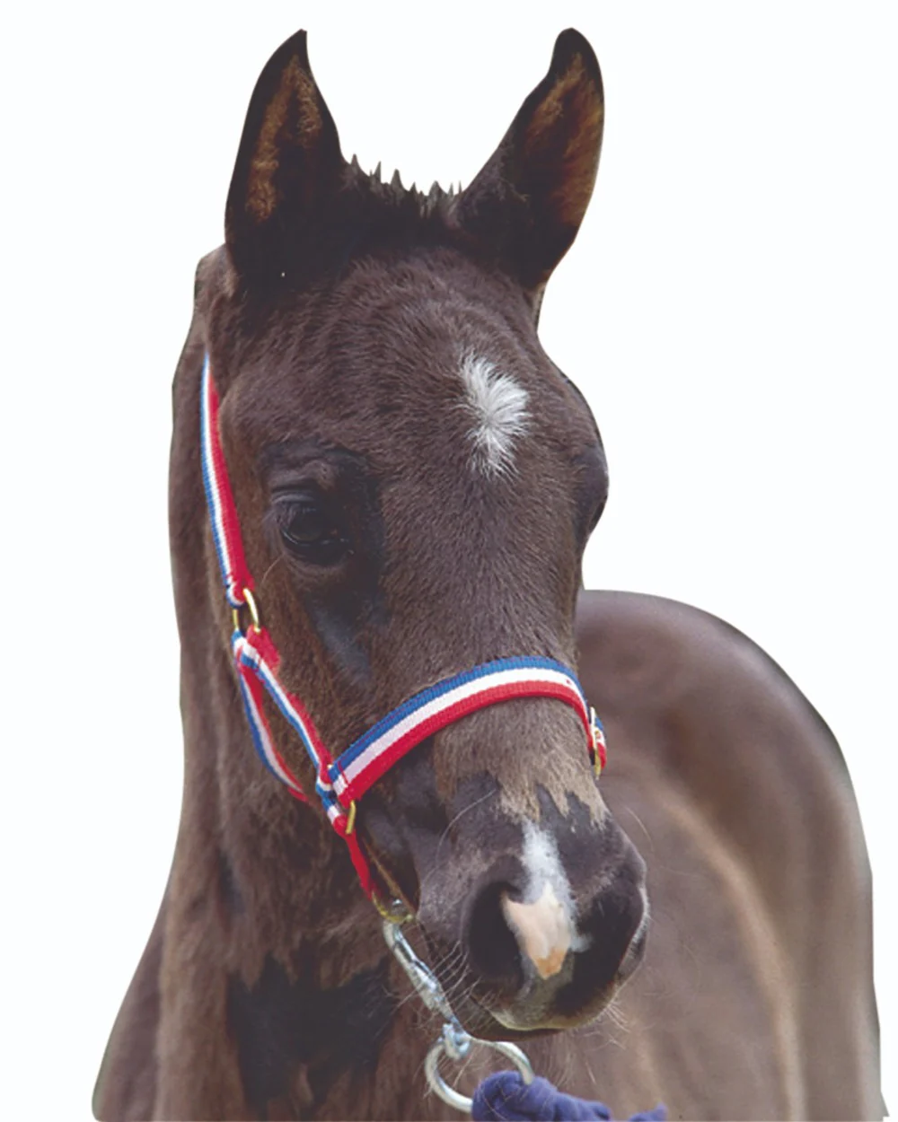 Roma Foal Headcollar - Image 2
