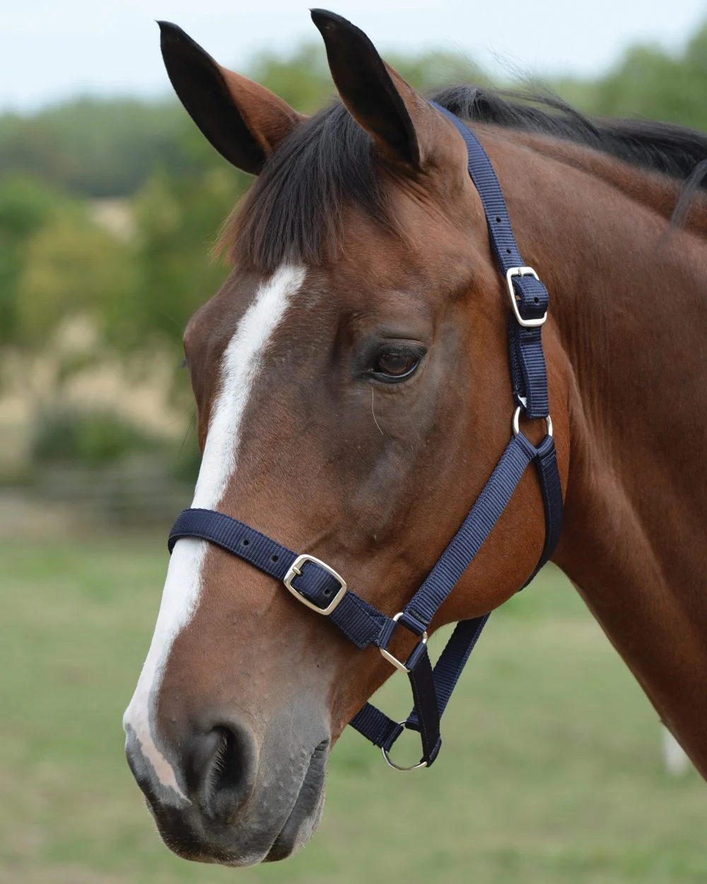 Roma Headcollar And Lead Set - Image 2