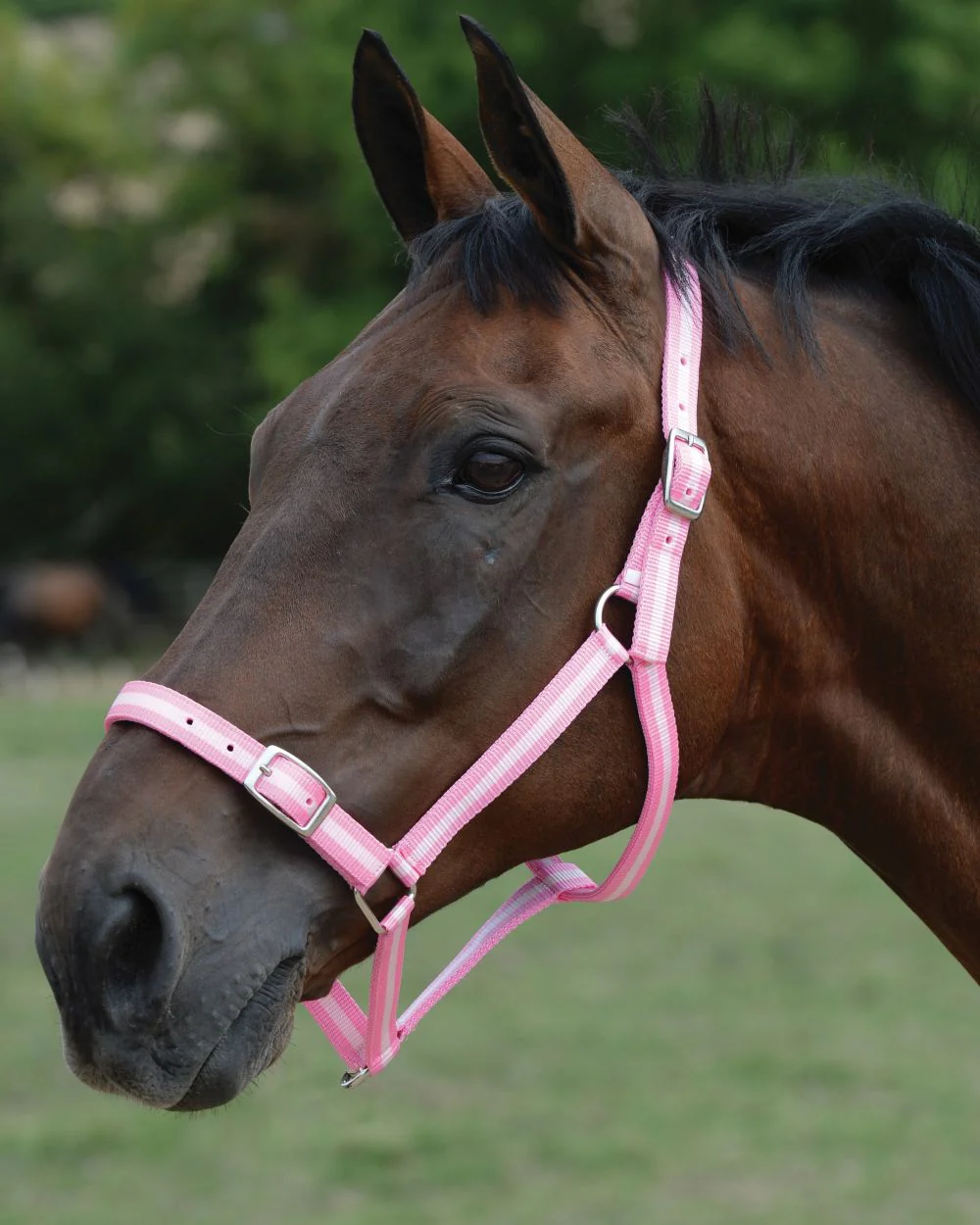 Roma Headcollar And Lead Set - Image 3