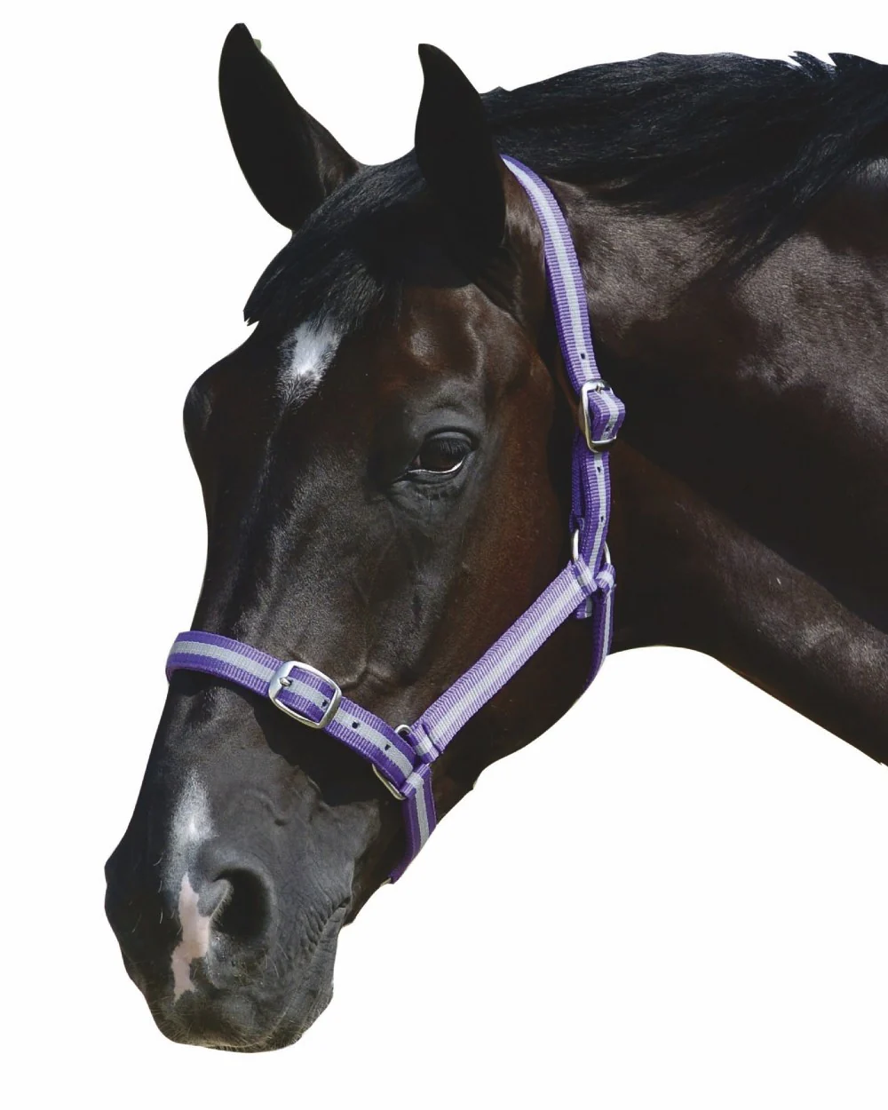 Roma Headcollar And Lead Set - Image 4