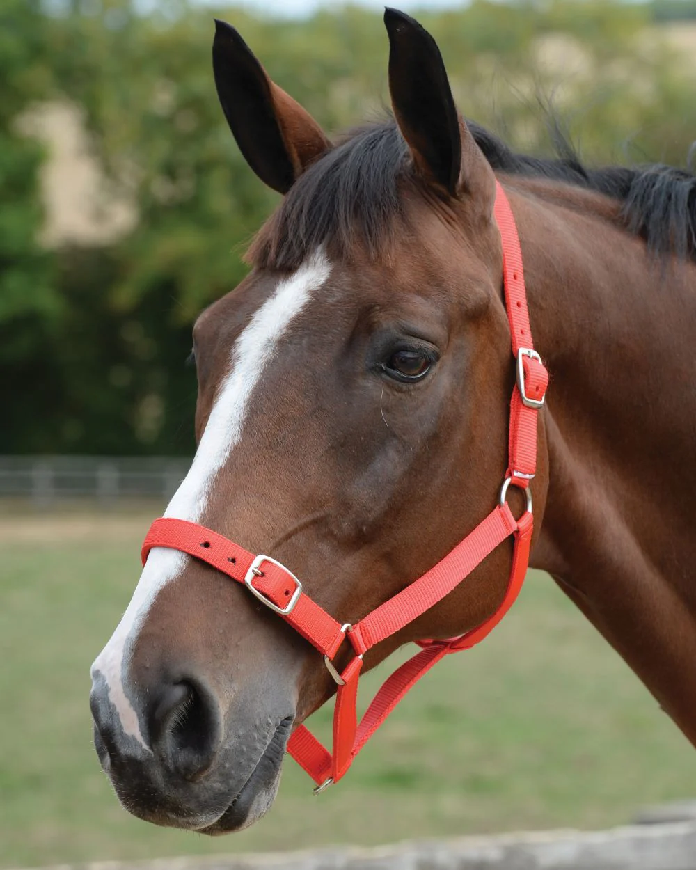 Roma Headcollar And Lead Set - Image 5