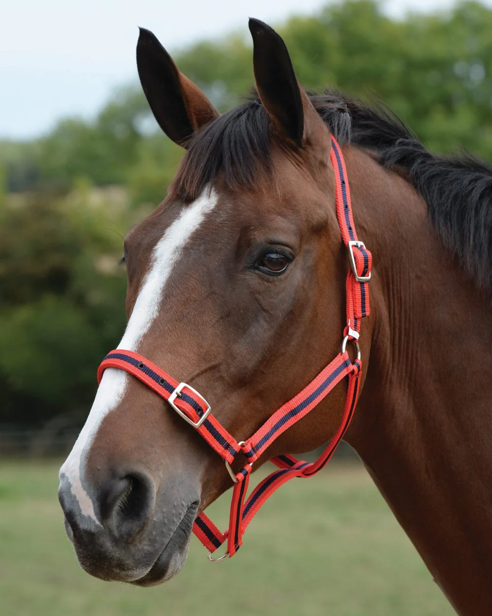 Roma Headcollar And Lead Set - Image 6