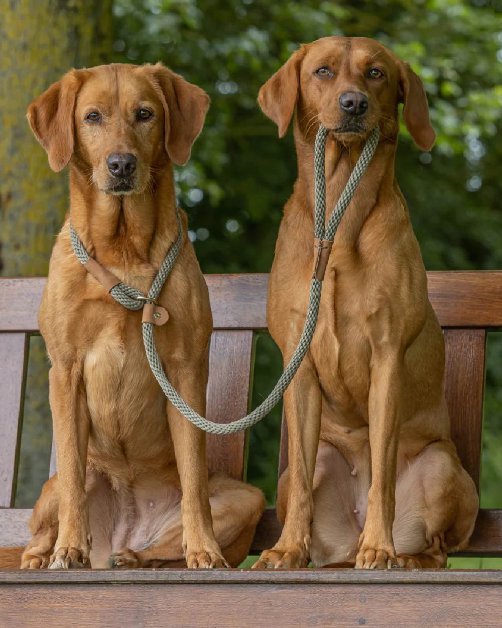 Ruff & Tumble Slip Dog Leads - Image 11