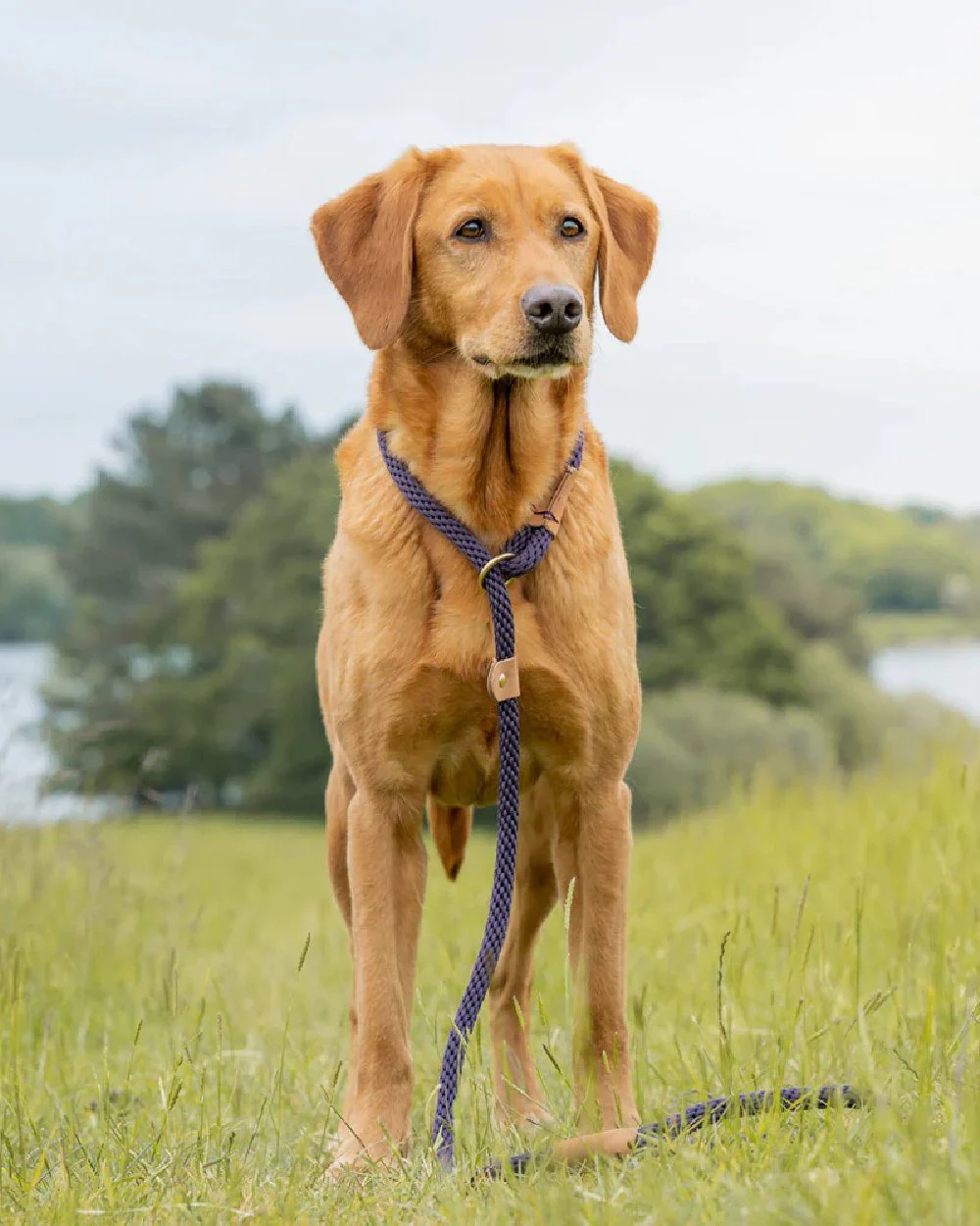 Ruff & Tumble Slip Dog Leads - Image 15
