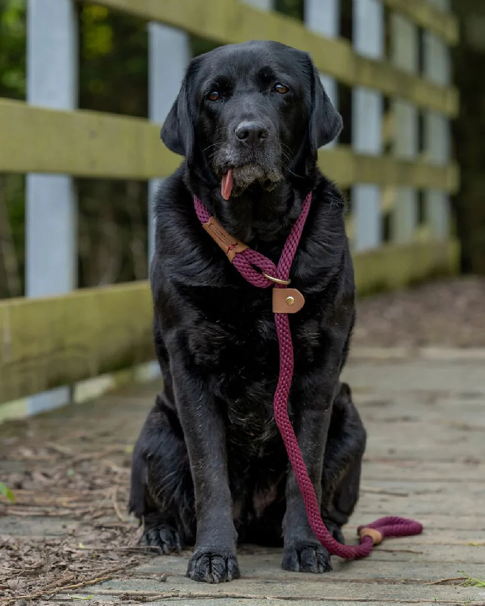 Ruff & Tumble Slip Dog Leads - Image 2