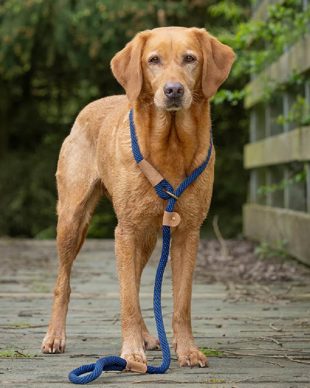 Ruff & Tumble Slip Dog Leads - Image 4