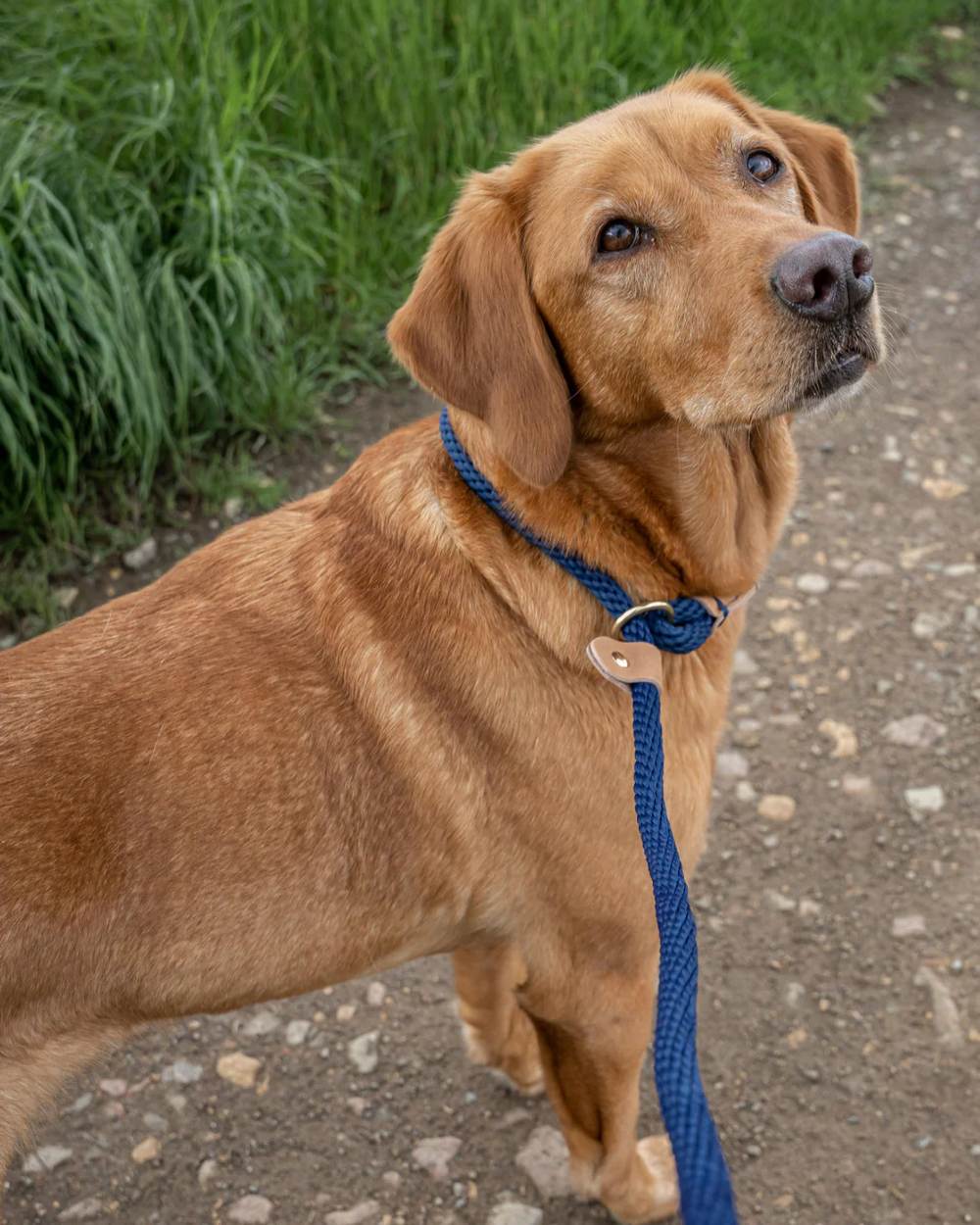 Ruff & Tumble Slip Dog Leads - Image 5