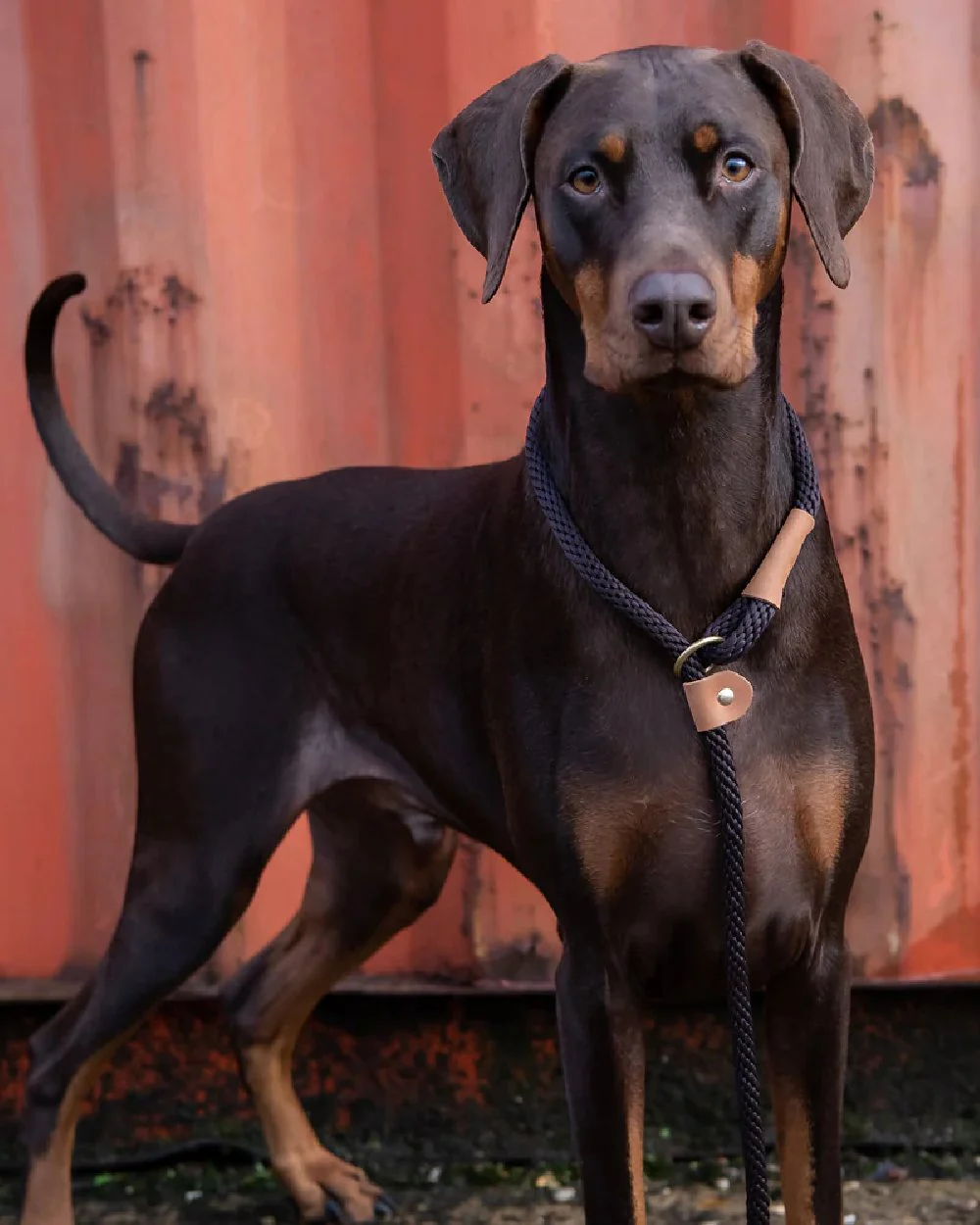 Ruff & Tumble Slip Dog Leads - Image 8