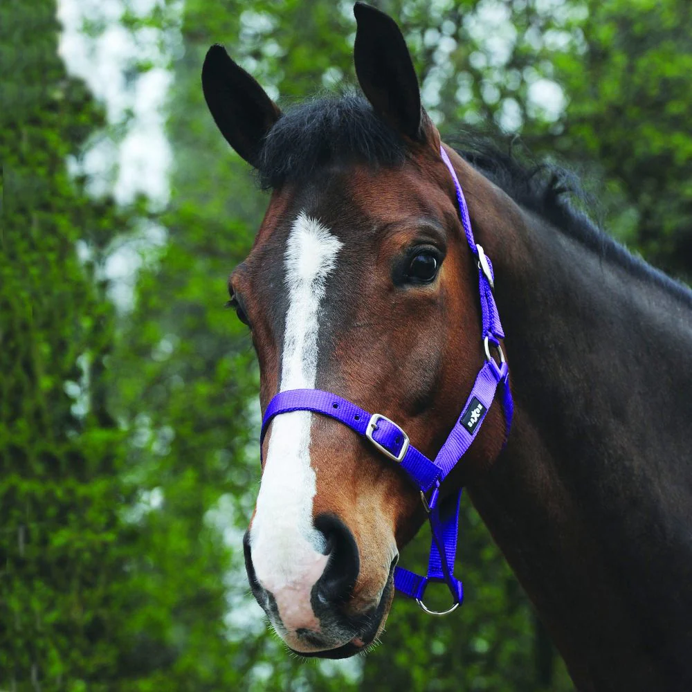 Saxon Economy Headcollar | Five Colours - Image 3