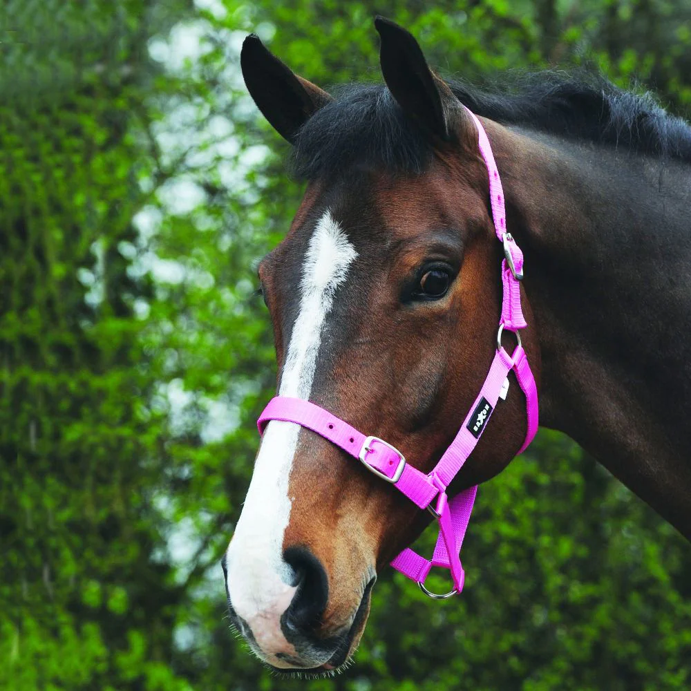 Saxon Economy Headcollar | Five Colours - Image 4