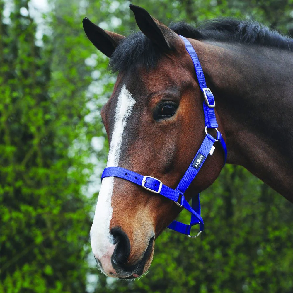 Saxon Economy Headcollar | Five Colours - Image 5