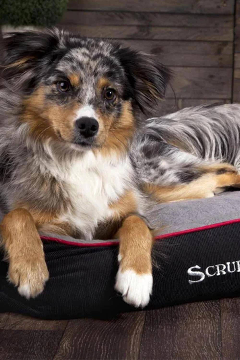 Scruffs Thermal Box Dog Bed - Image 2