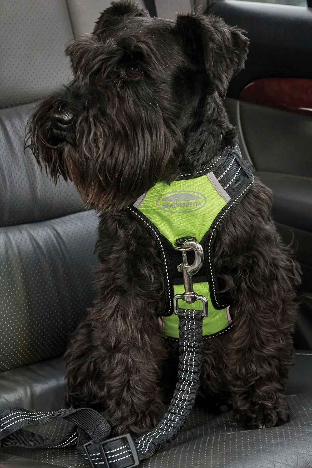 WeatherBeeta Anti-Pull Dog Harness - Image 5