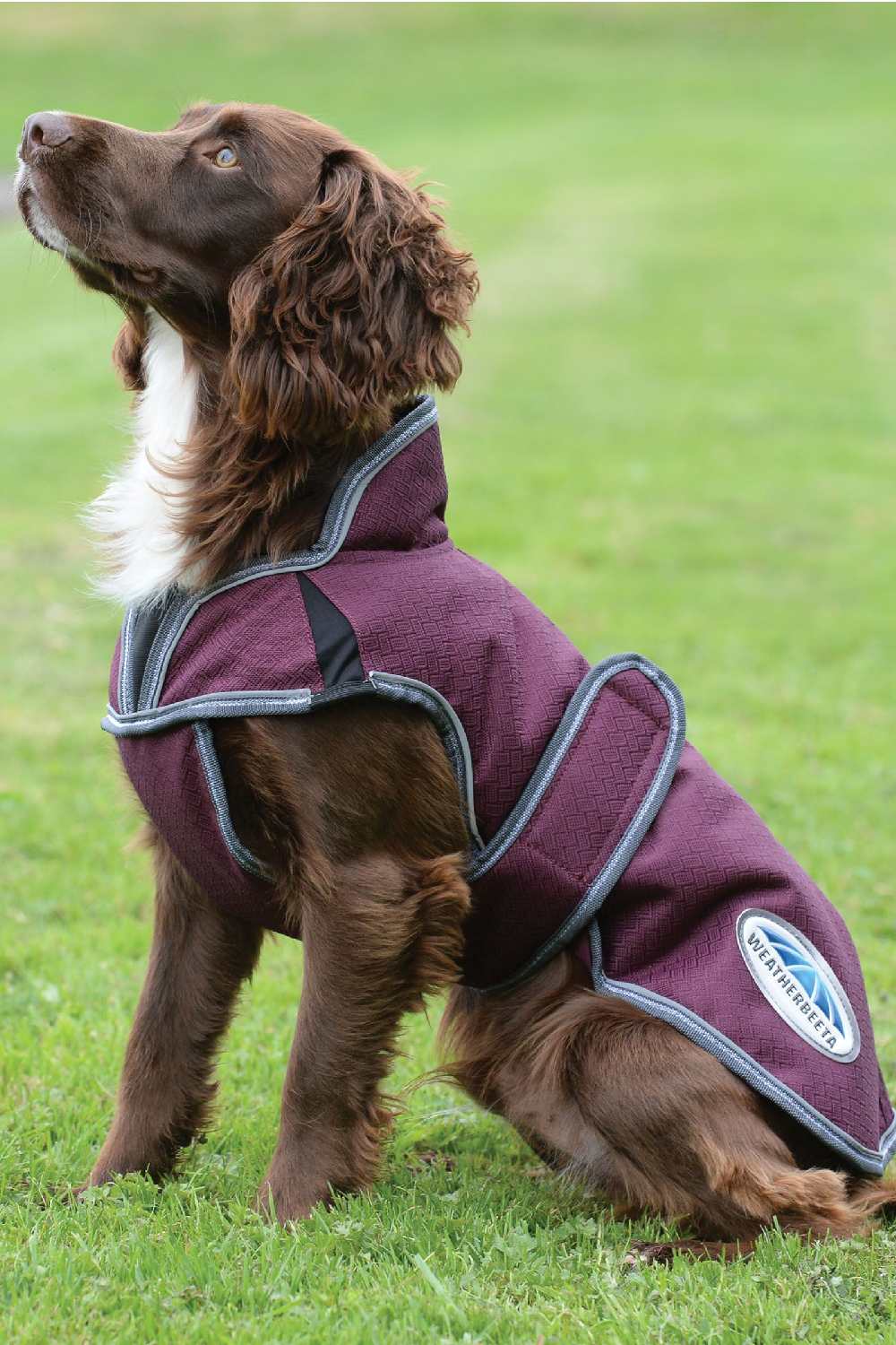 WeatherBeeta ComFiTec Premier Free Parka Deluxe Dog Coat - Image 2