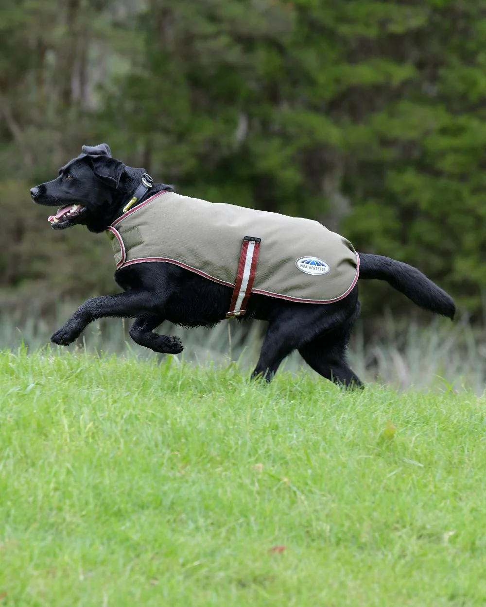 WeatherBeeta ComFiTec Premier Free Parka Dog Coat - Image 7