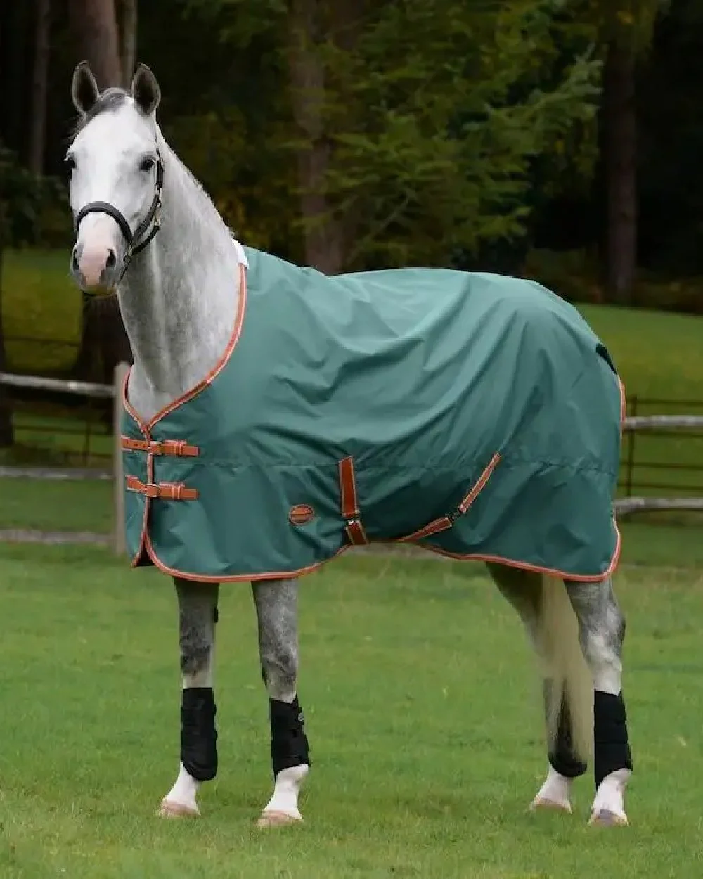 Weatherbeeta ComFiTec Tyro Standard Neck Medium - Image 4
