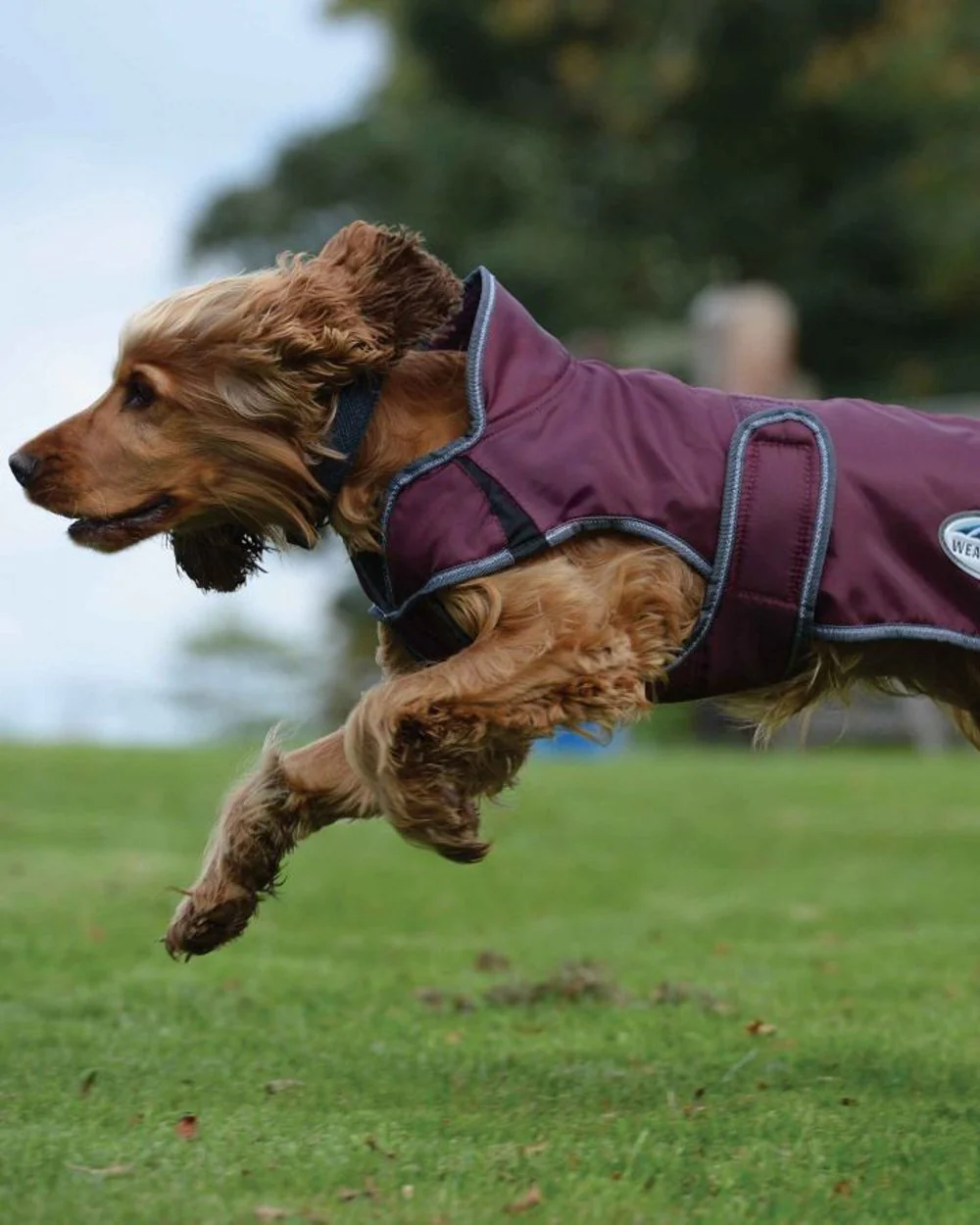 WeatherBeeta ComFiTec Windbreaker Free Deluxe Dog Coat - Image 5