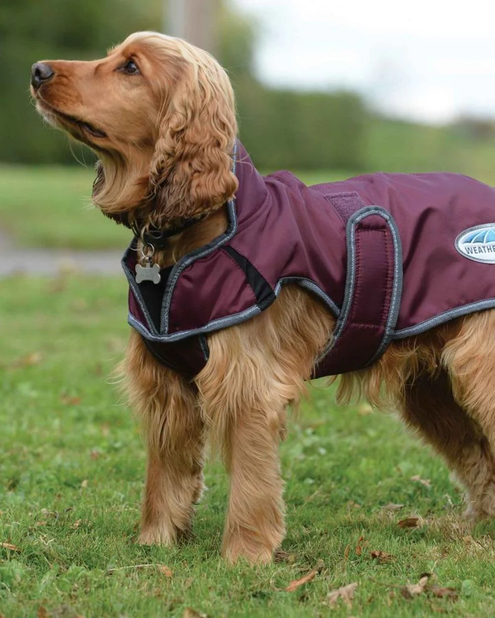 WeatherBeeta ComFiTec Windbreaker Free Deluxe Dog Coat - Image 6