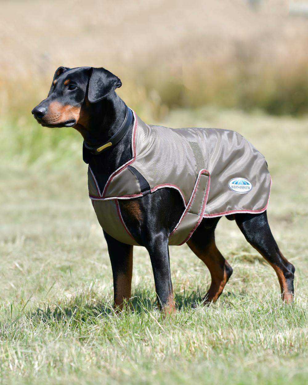 WeatherBeeta ComFiTec Windbreaker Free Deluxe Dog Coat - Image 8