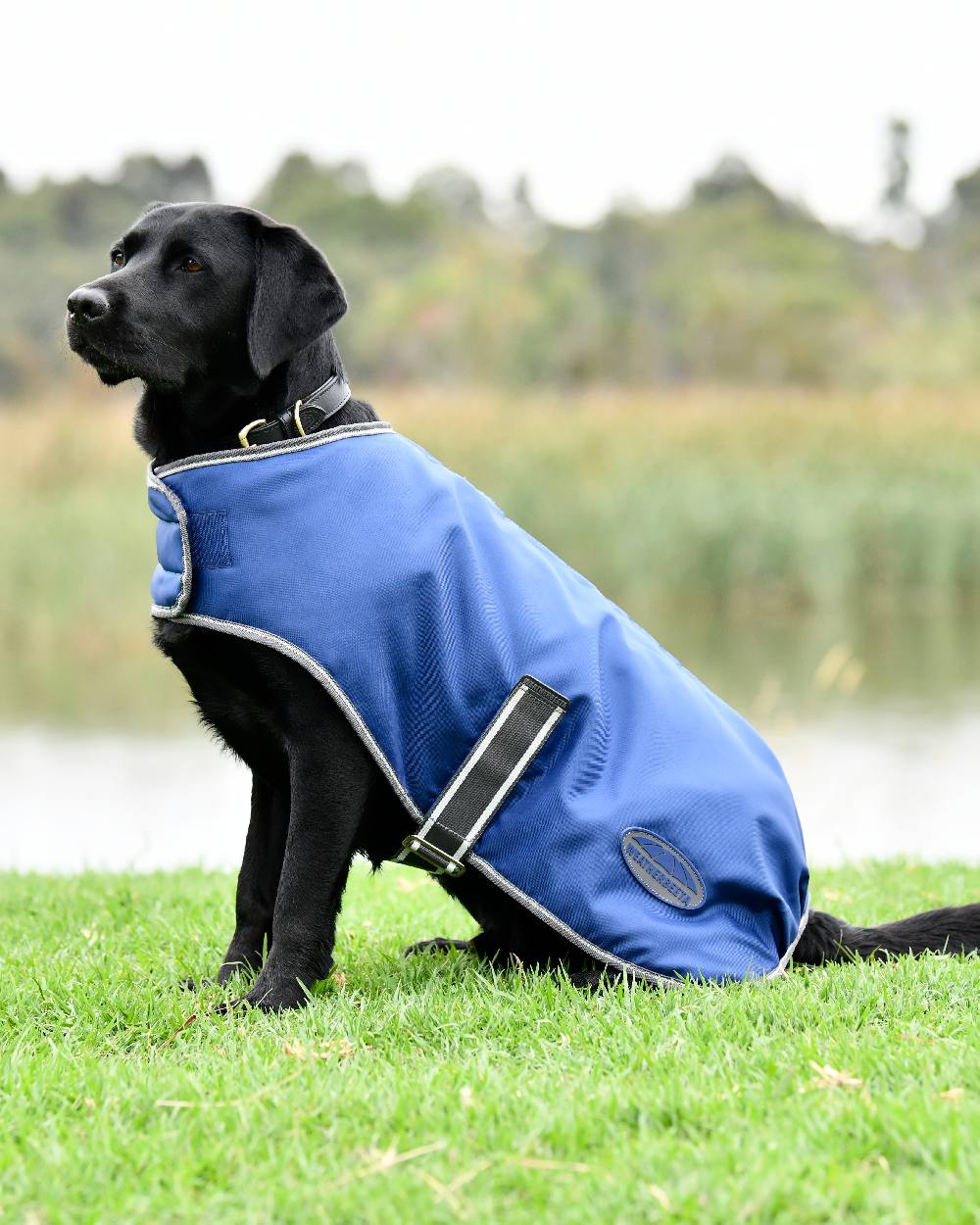 WeatherBeeta ComFiTec Windbreaker Free Dog Coat - Image 2