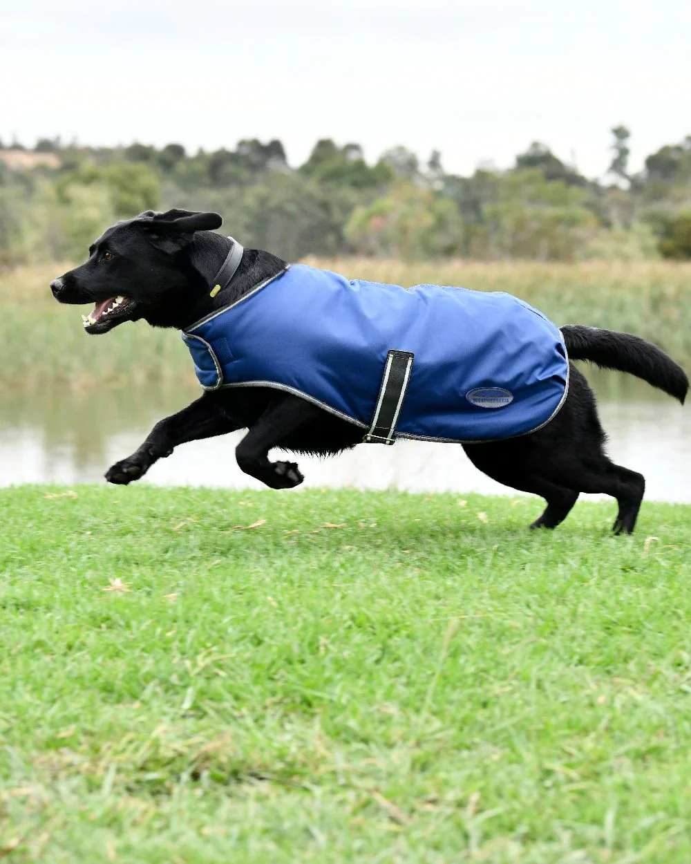 WeatherBeeta ComFiTec Windbreaker Free Dog Coat - Image 4