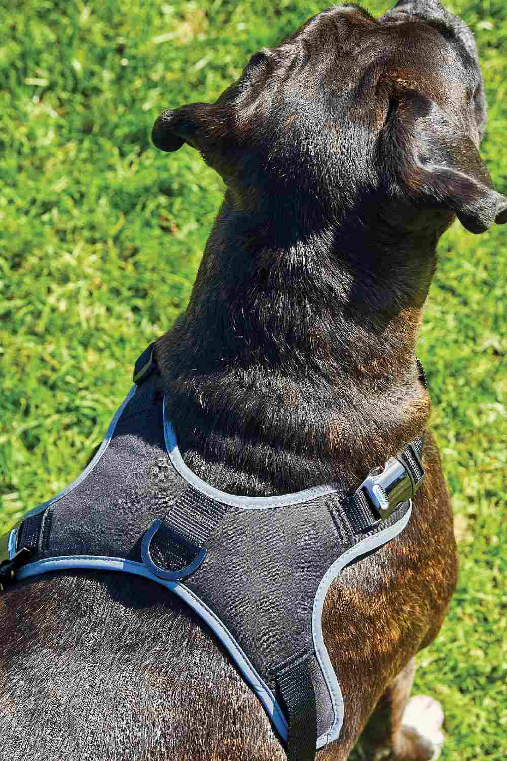 WeatherBeeta Elegance Dog Harness - Image 4