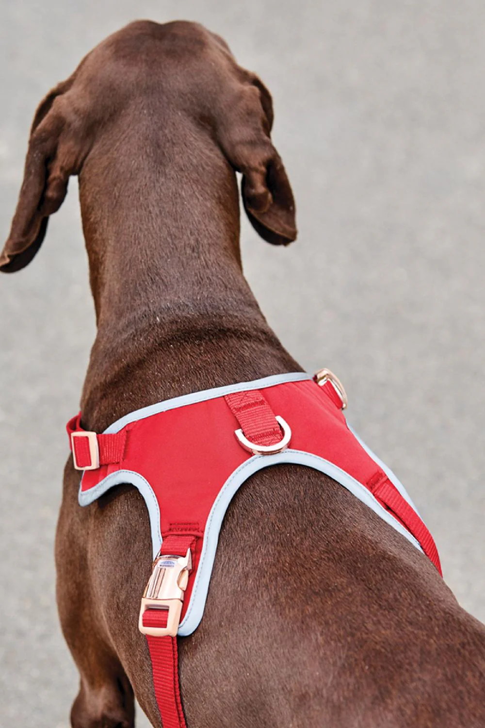 WeatherBeeta Elegance Dog Harness - Image 5