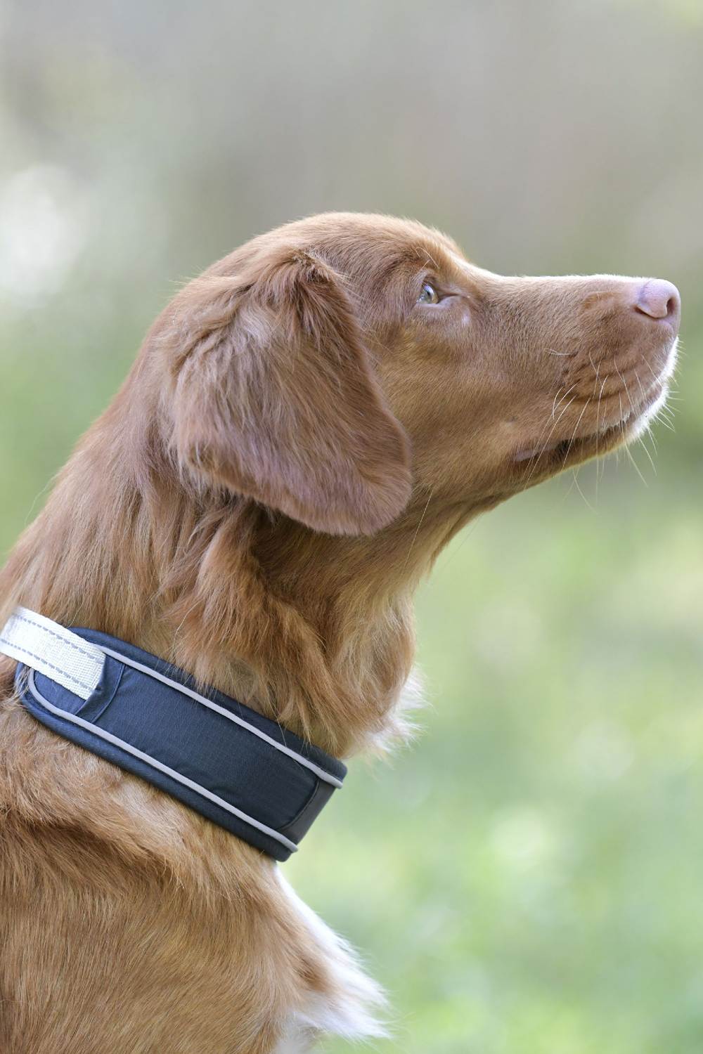 WeatherBeeta Explorer Dog Collar - Image 2