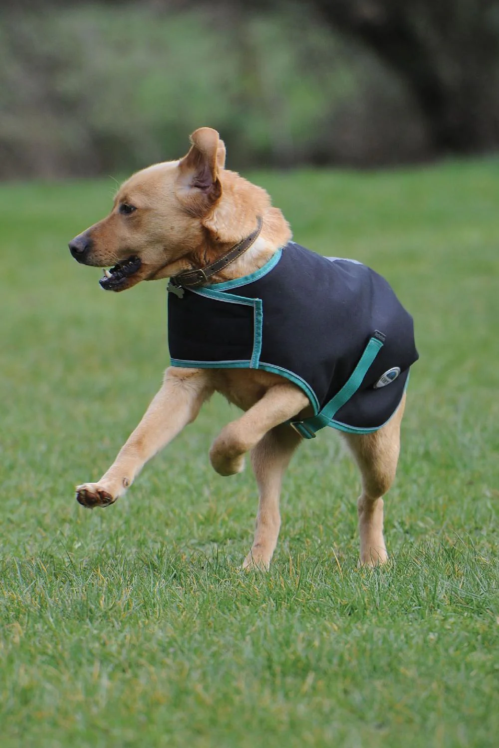 WeatherBeeta Green-Tec 900D Dog Coat Lite Plus - Image 4