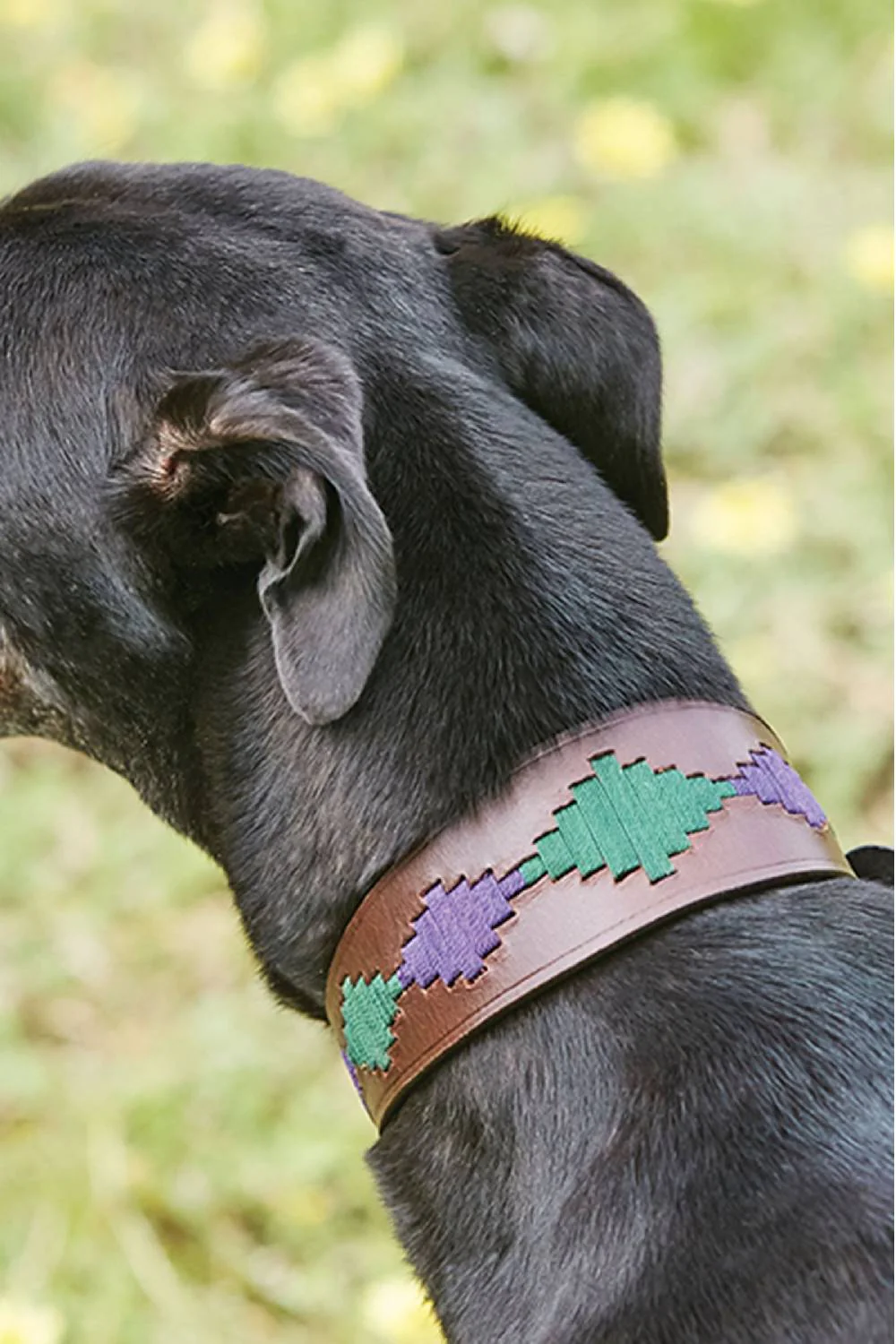 WeatherBeeta Lurcher Polo Leather Dog Collar - Image 2
