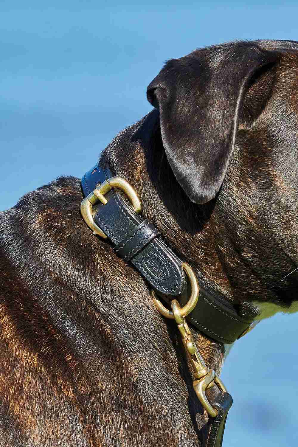 WeatherBeeta Padded Leather Dog Collar - Image 2