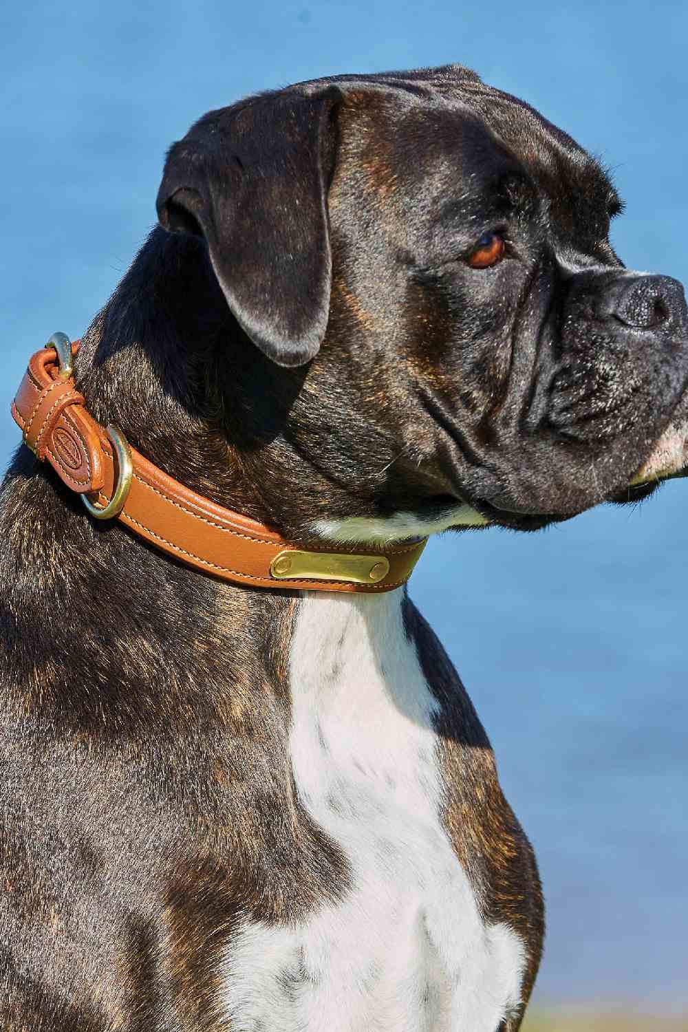 WeatherBeeta Padded Leather Dog Collar - Image 4
