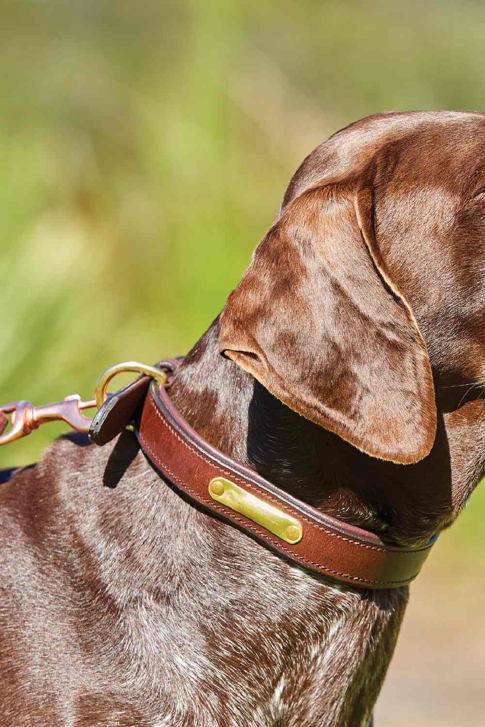 WeatherBeeta Padded Leather Dog Collar - Image 6