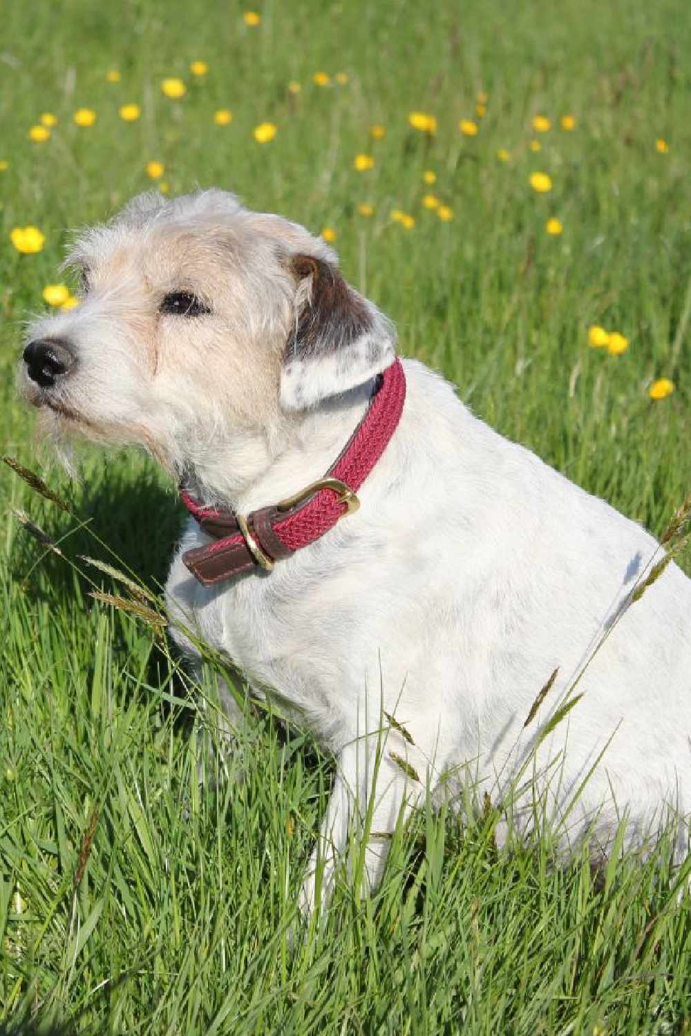 WeatherBeeta Plaited Dog Collar - Image 3