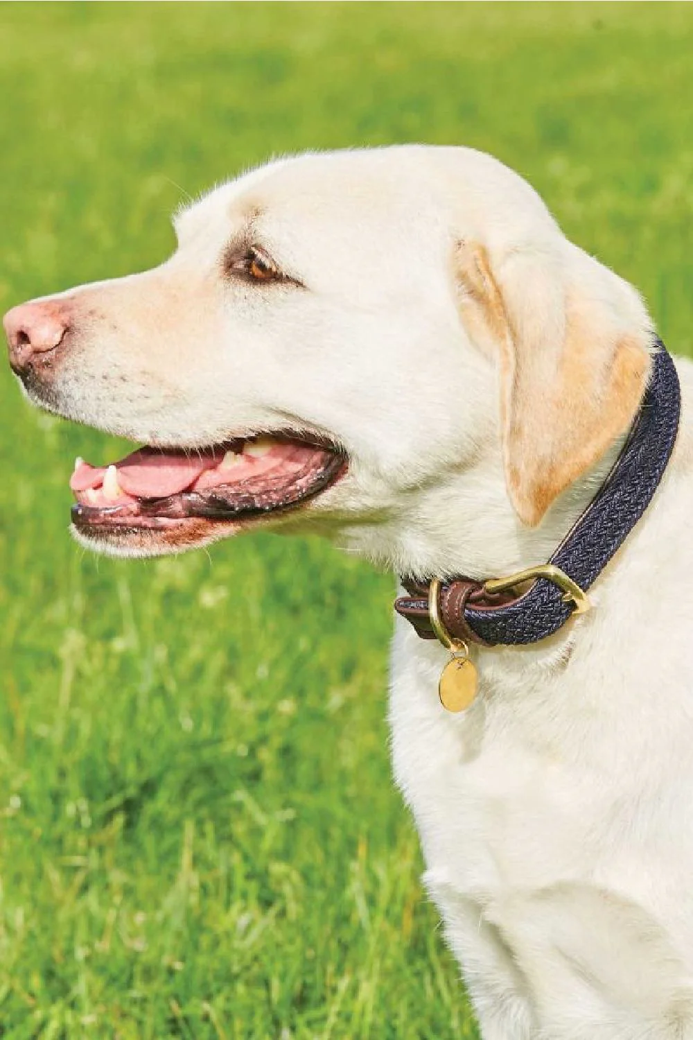 WeatherBeeta Plaited Dog Collar - Image 4