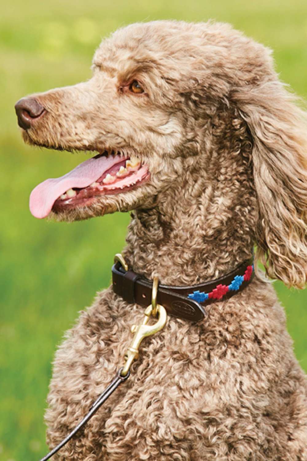 WeatherBeeta Polo Leather Dog Collar - Image 2