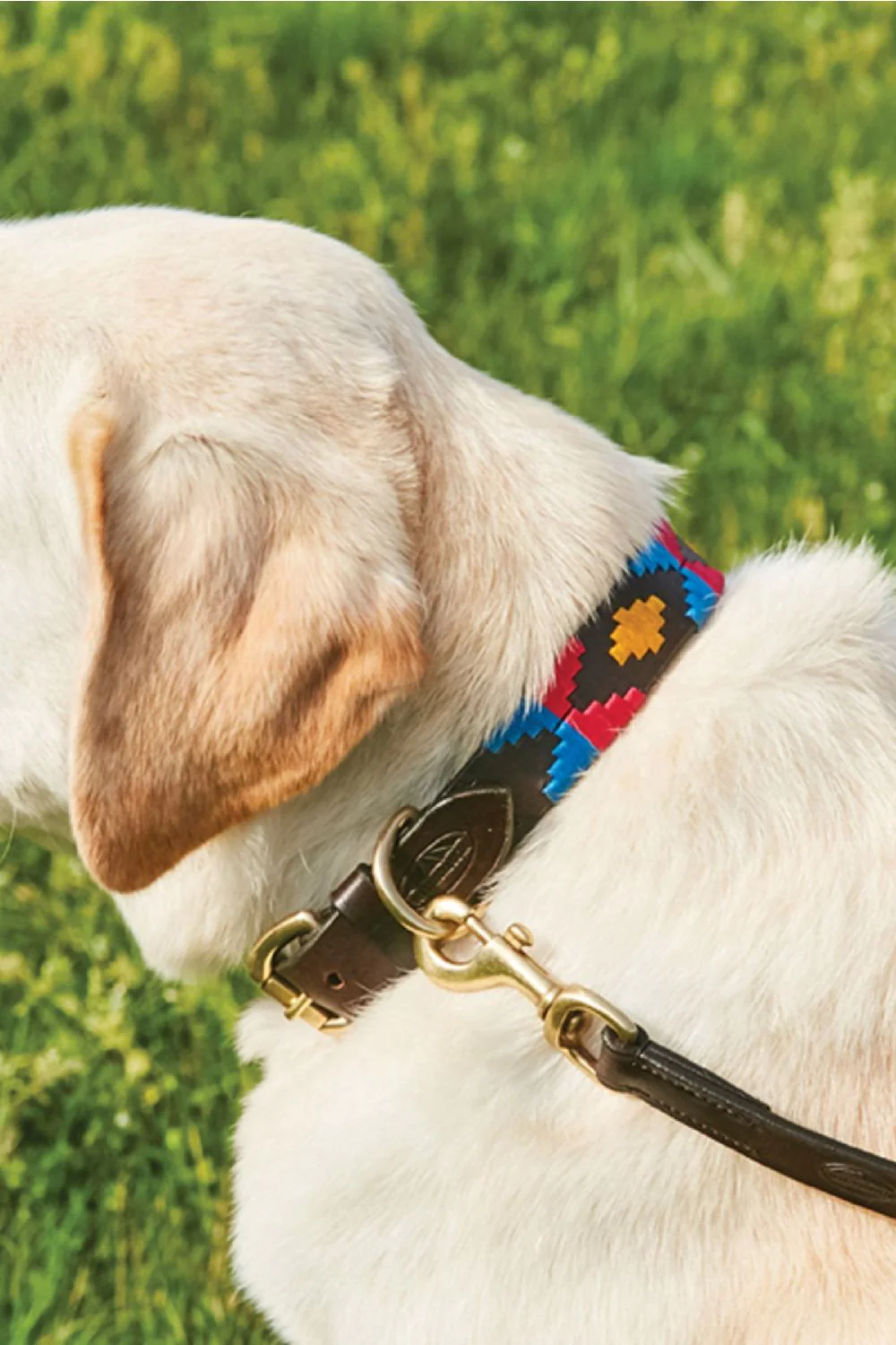 WeatherBeeta Polo Leather Dog Collar - Image 7
