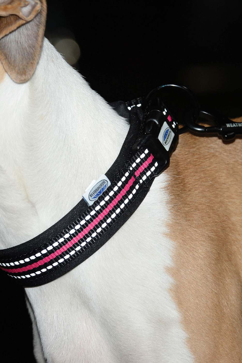 WeatherBeeta Reflective Dog Collar - Image 2