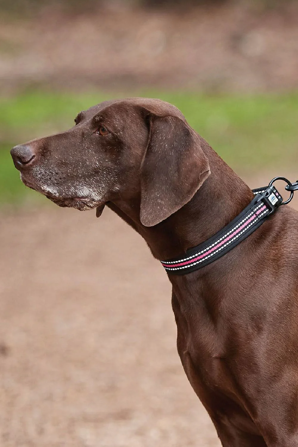 WeatherBeeta Reflective Dog Collar - Image 3