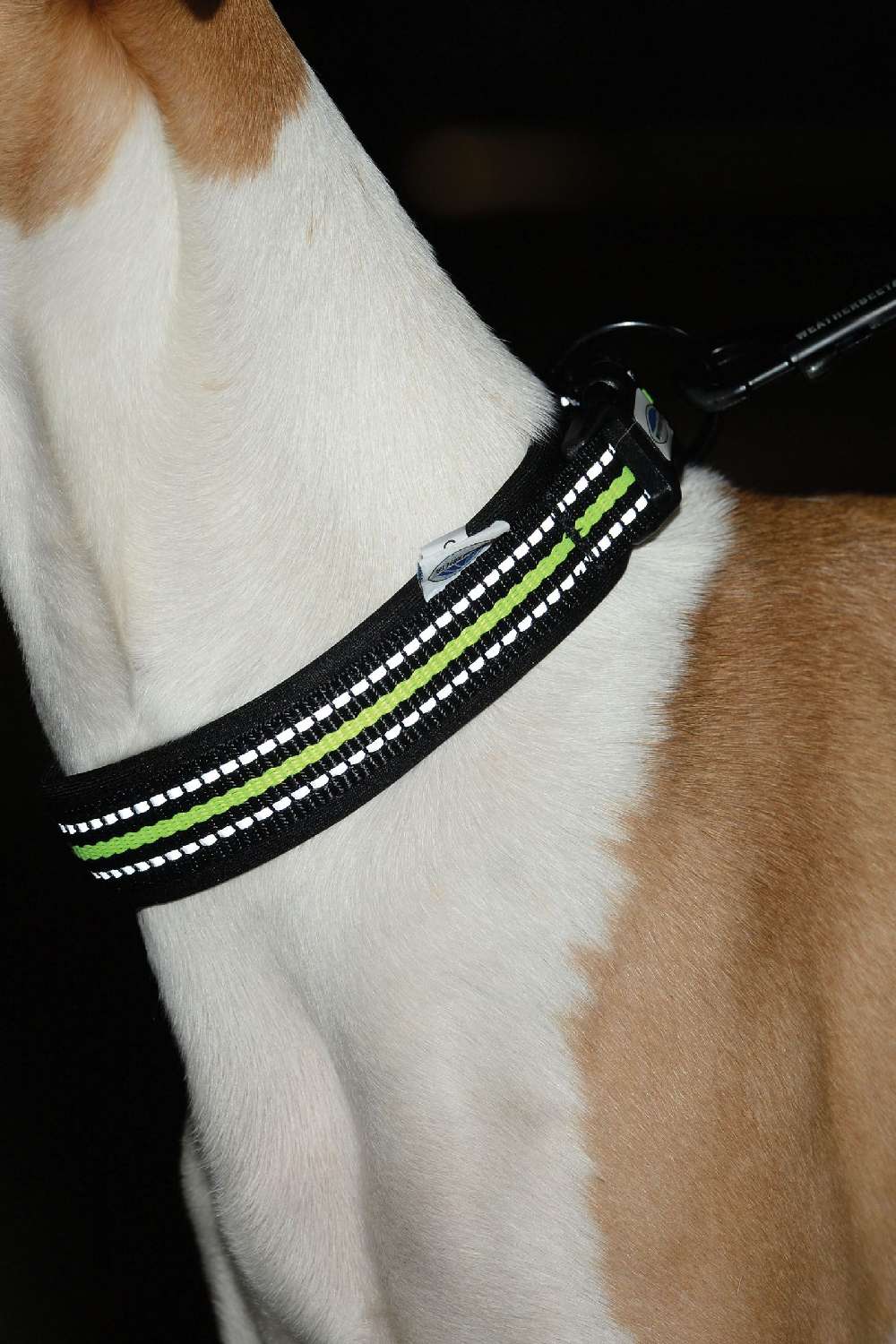WeatherBeeta Reflective Dog Collar - Image 5