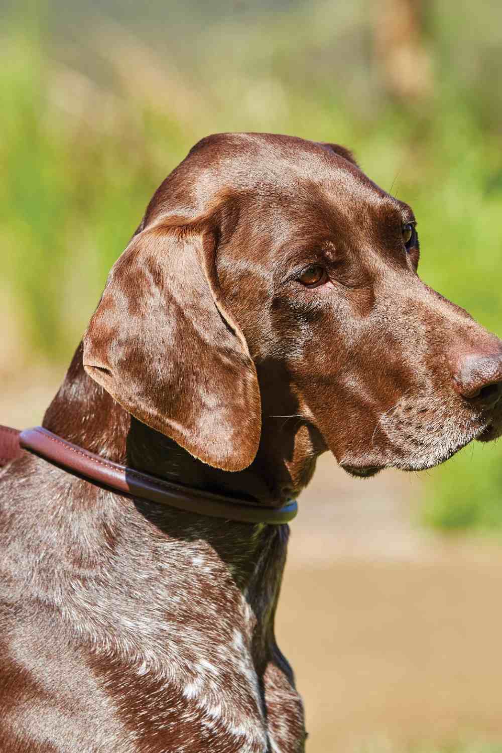 WeatherBeeta Rolled Leather Dog Collar - Image 2