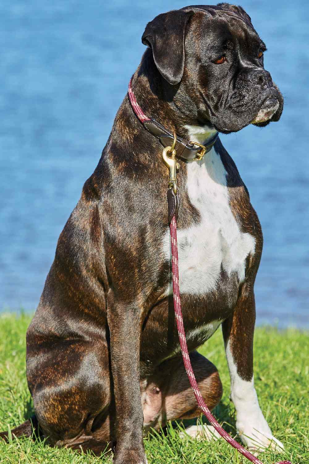 WeatherBeeta Rope Leather Dog Collar - Image 2