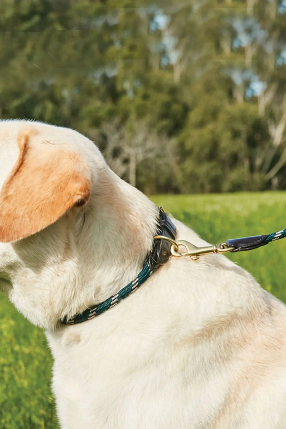 WeatherBeeta Rope Leather Dog Collar - Image 4