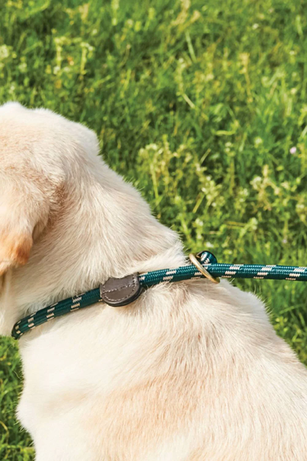 WeatherBeeta Rope Leather Slip Dog Lead - Image 2