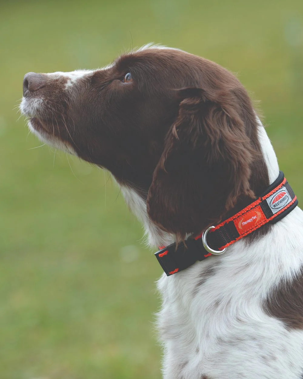 WeatherBeeta Therapy-Tec Dog Collar - Image 2